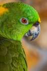 Yellow-napped Amazon parrot portrait Art Print